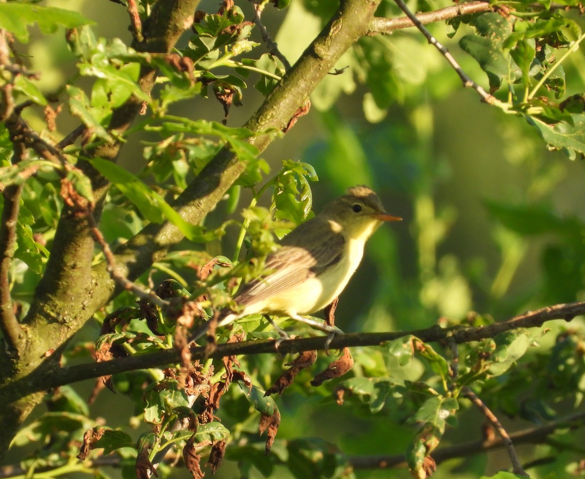 Icterine Warbler - Adam Wilczek