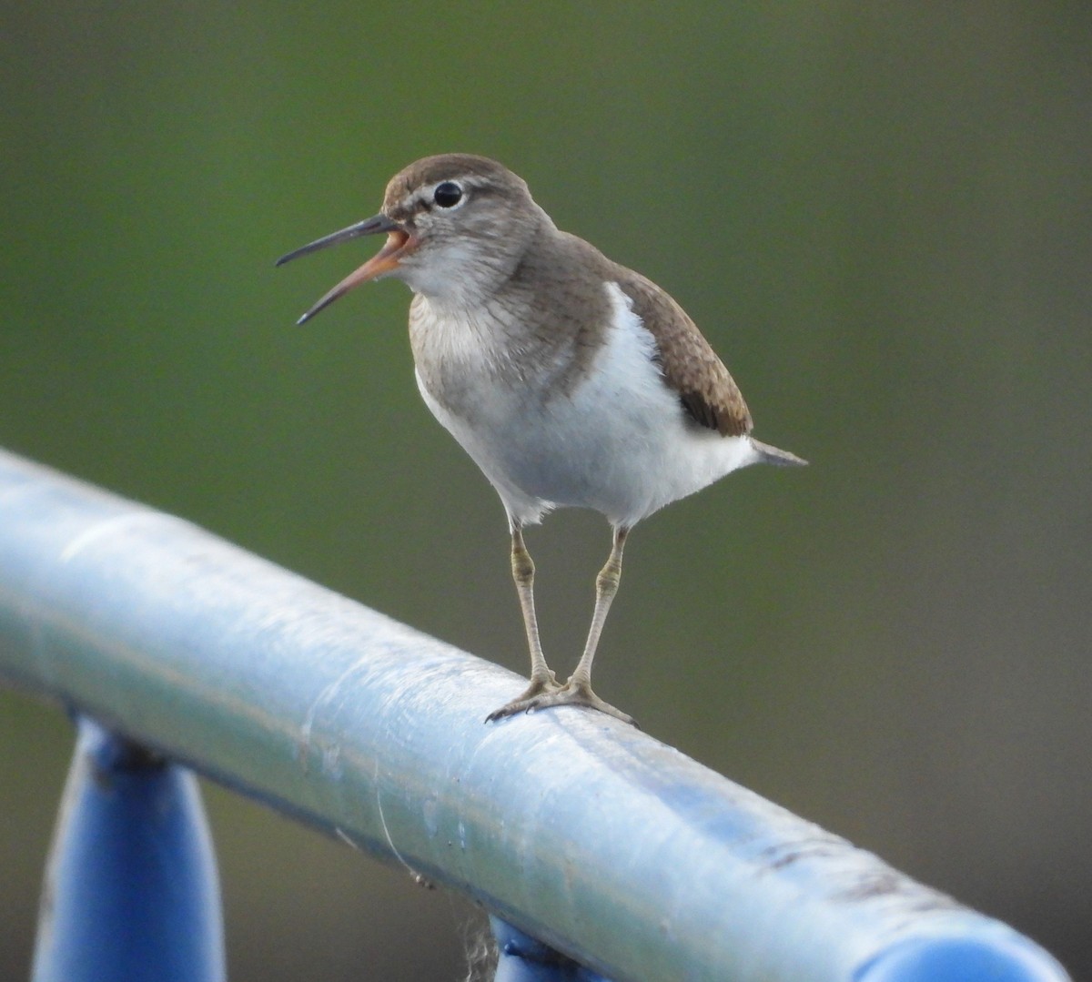 Common Sandpiper - Adam Wilczek