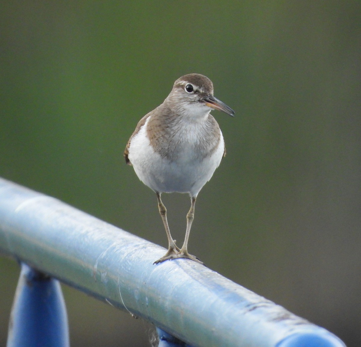 Common Sandpiper - Adam Wilczek