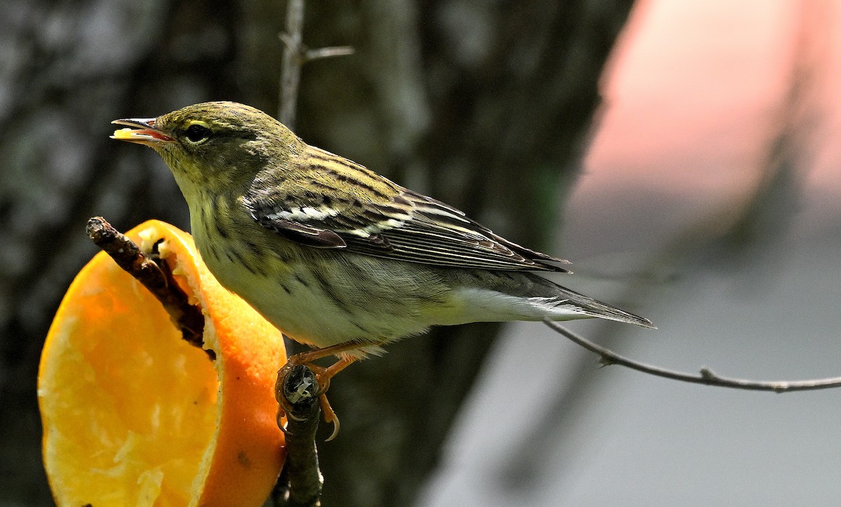 Blackpoll Warbler - Steve Butterworth