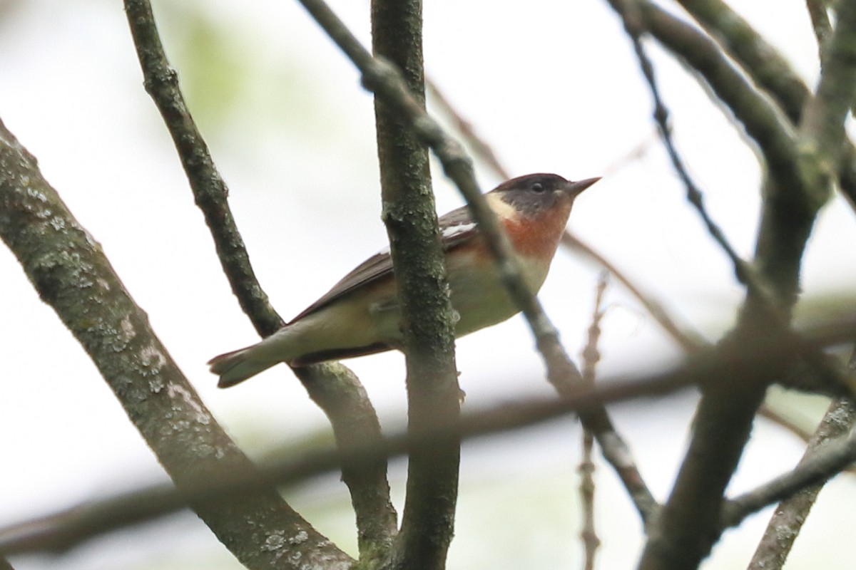 Bay-breasted Warbler - ML619440213