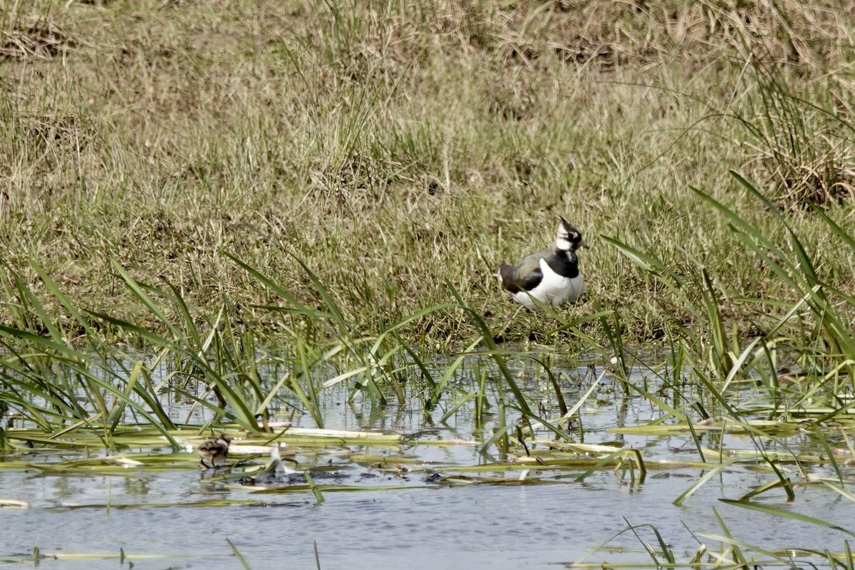 Northern Lapwing - Linsey Gooding