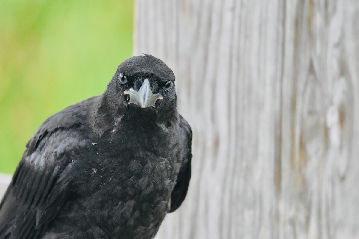 American Crow - ML619440220