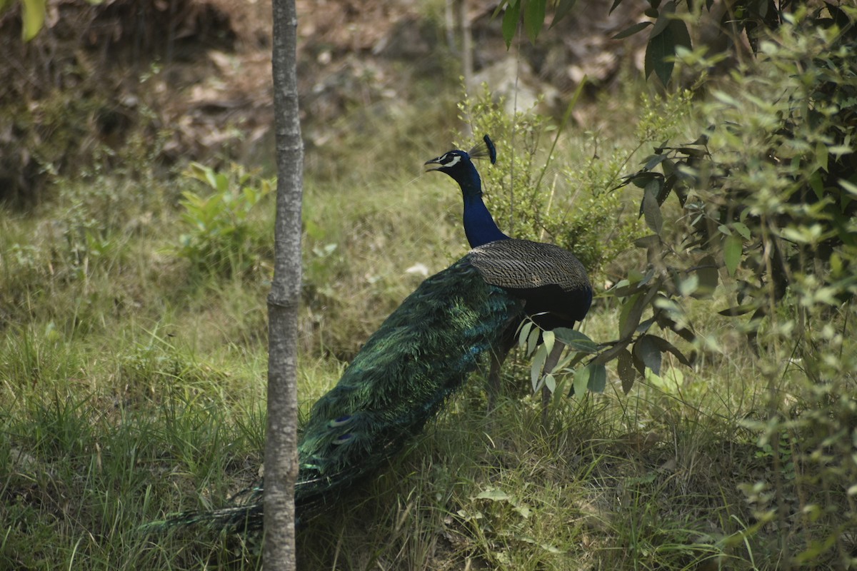 Indian Peafowl - Shiv Paul