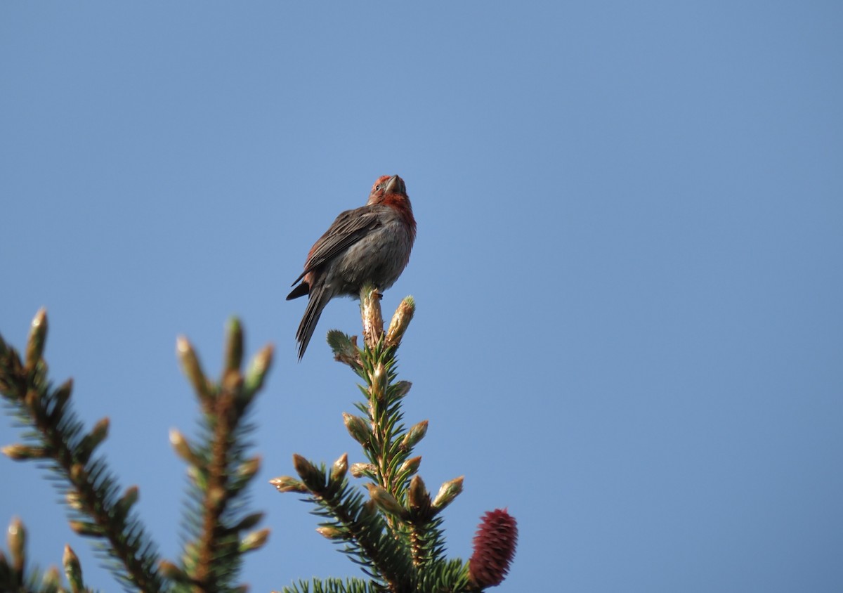 House Finch - André Dionne