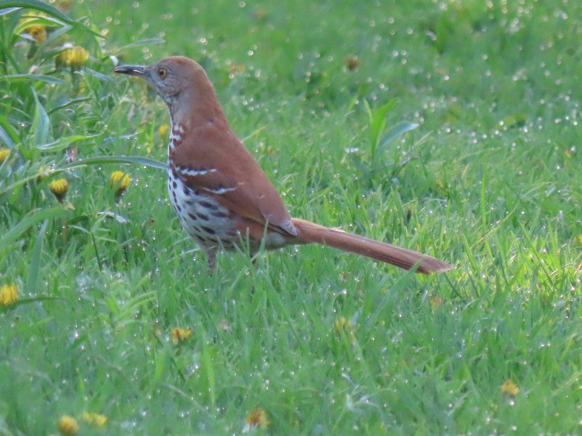 Brown Thrasher - Marcel Lamontagne