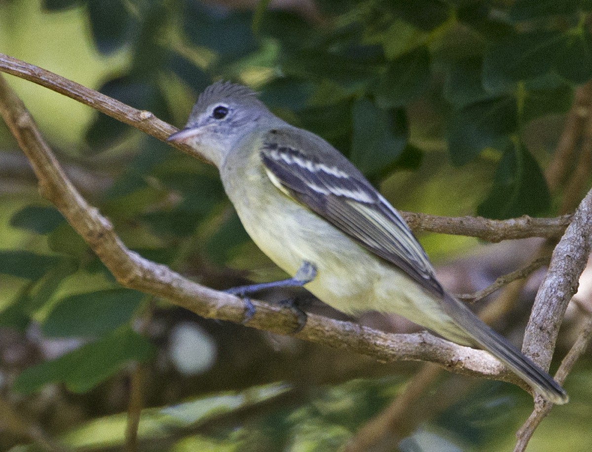 Yellow-bellied Elaenia - Jim Hengeveld