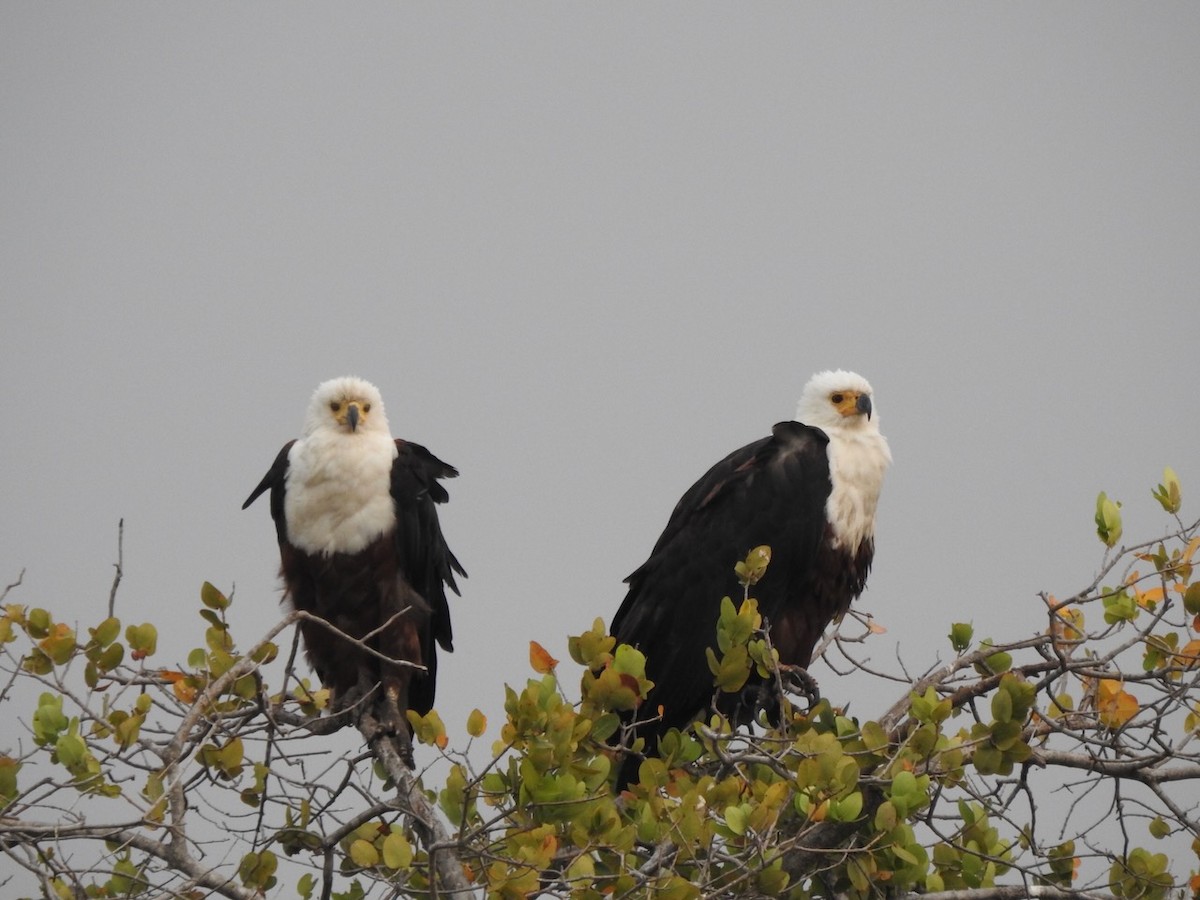 African Fish-Eagle - Alastair Newton