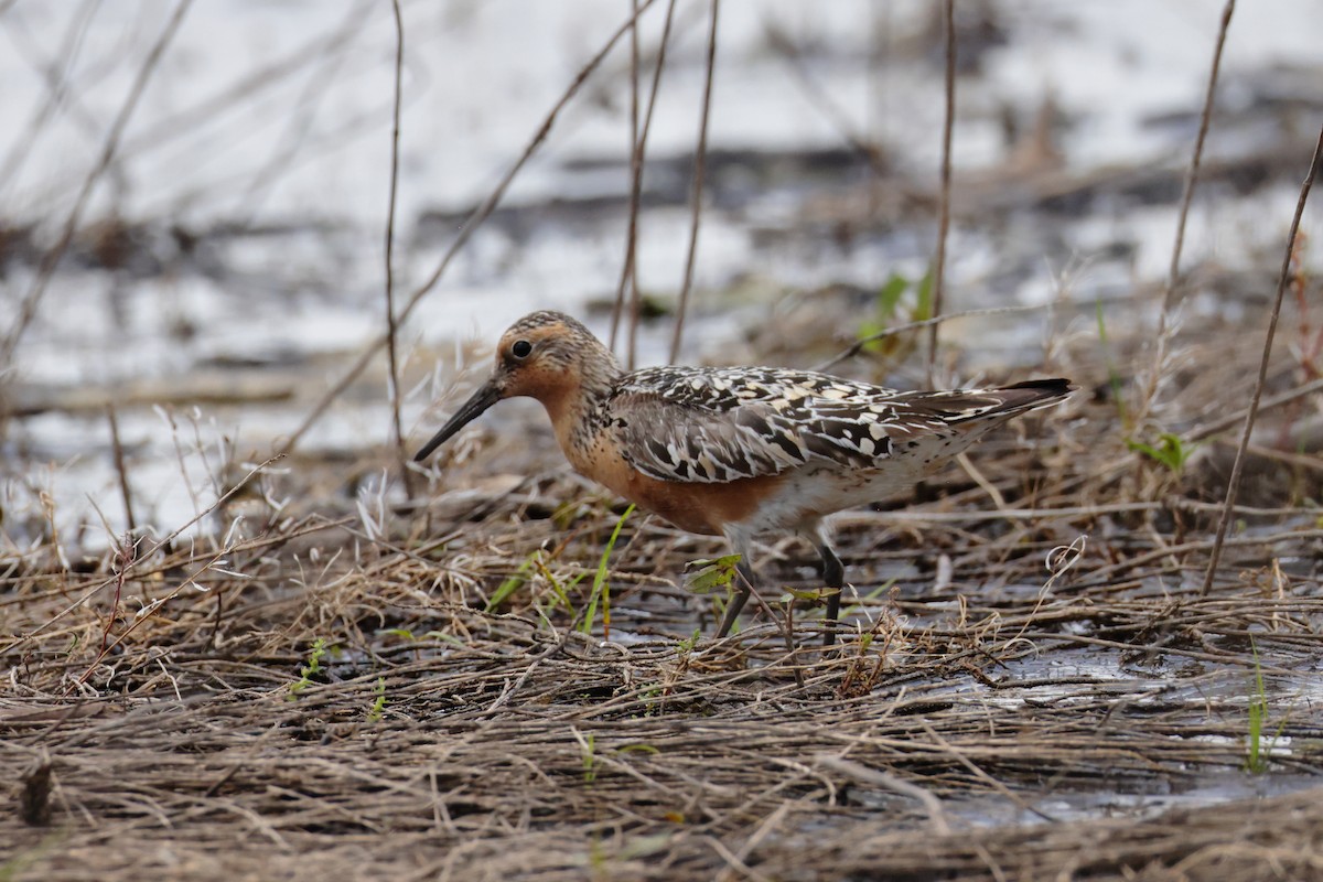 Red Knot - Piming Kuo