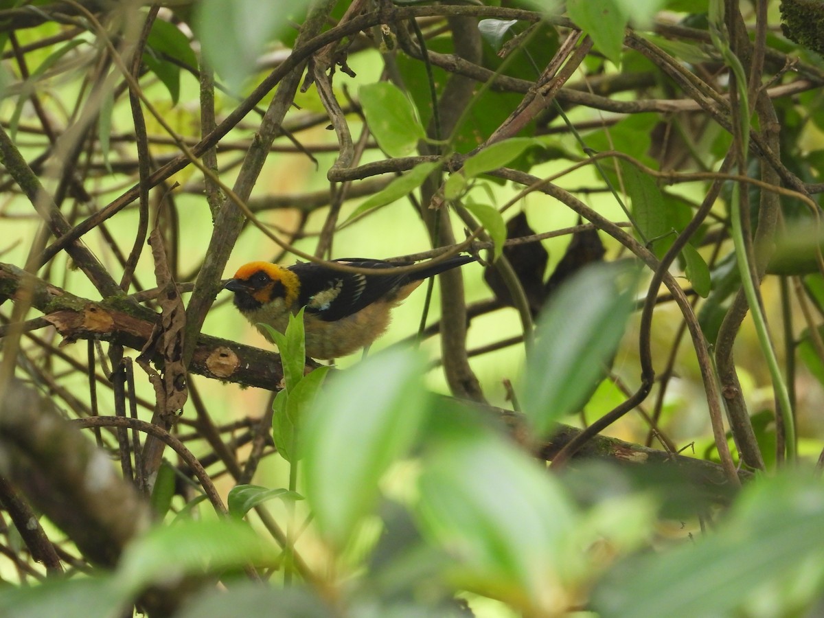 Flame-faced Tanager - Dave Goucher