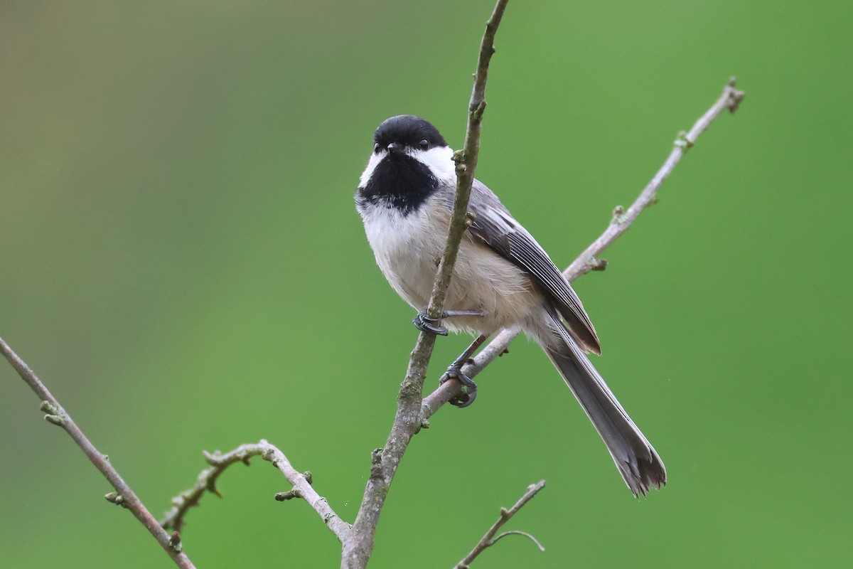 Black-capped Chickadee - Stan Chapman