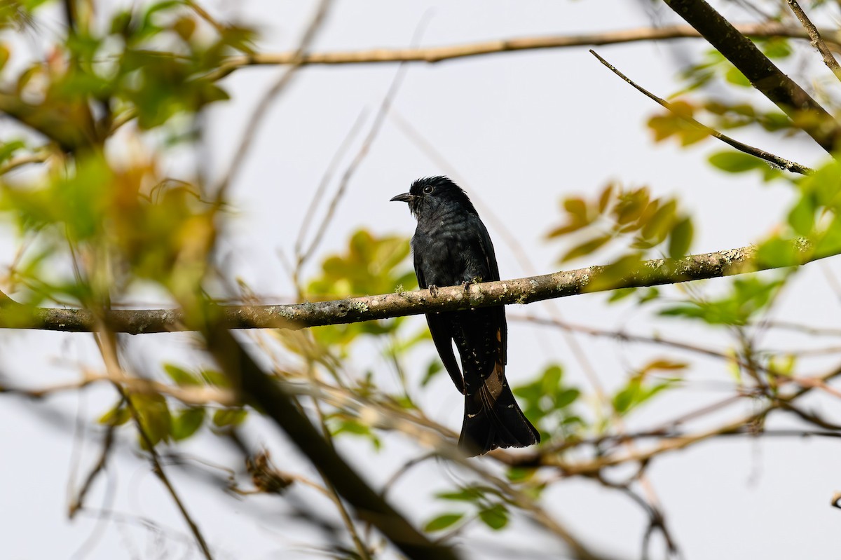 Square-tailed Drongo-Cuckoo - Sudhir Paul