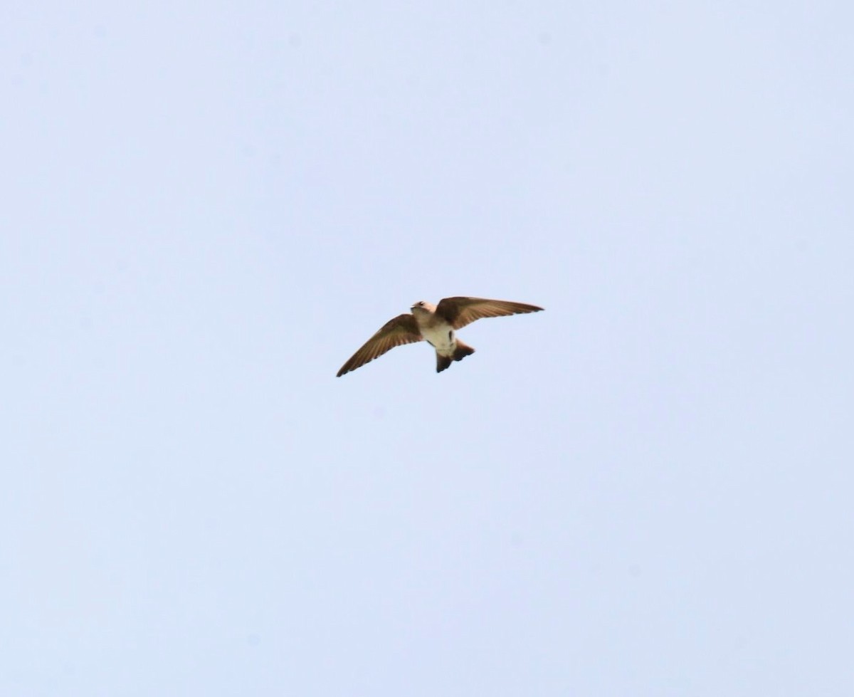 Northern Rough-winged Swallow - Daniel DeLapp