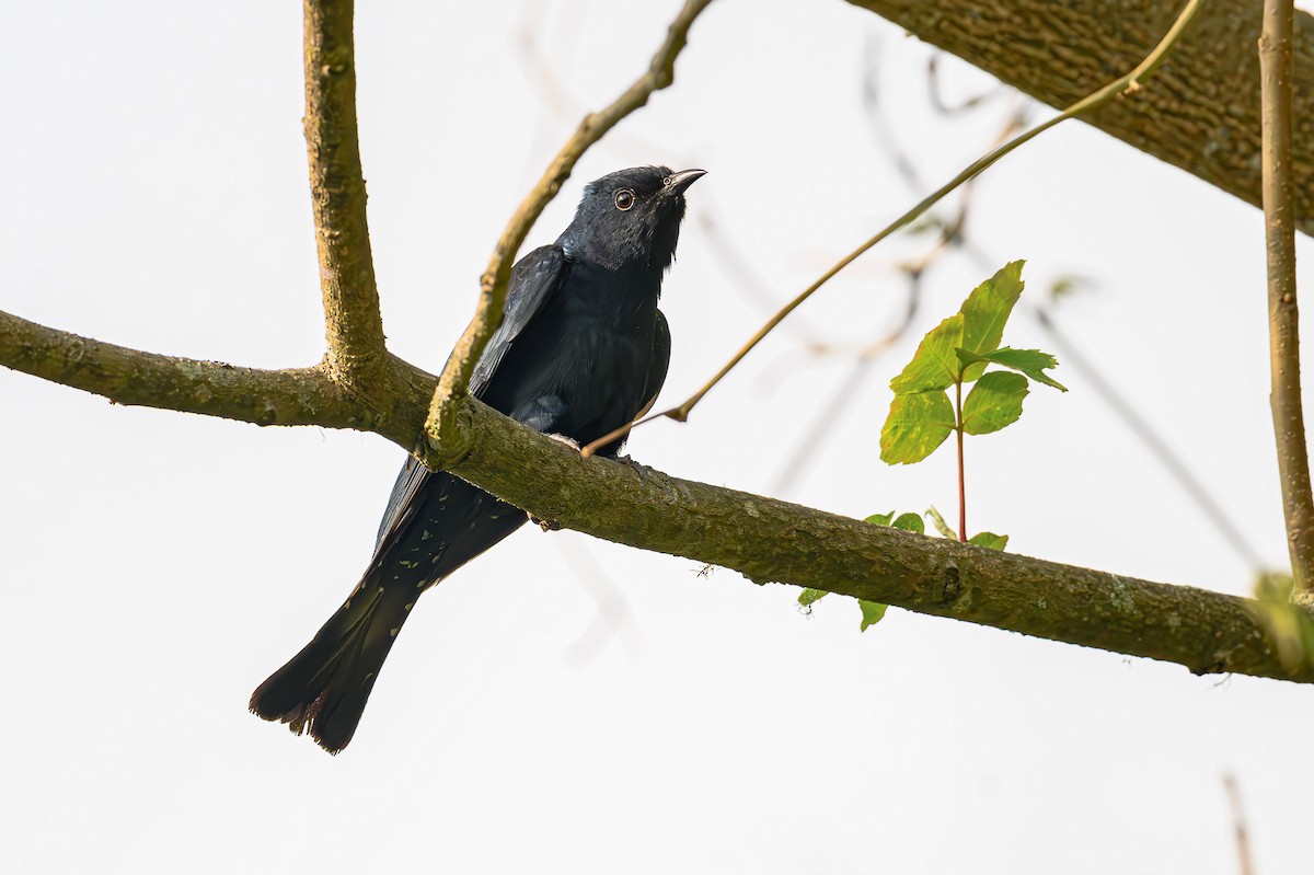 Square-tailed Drongo-Cuckoo - Sudhir Paul