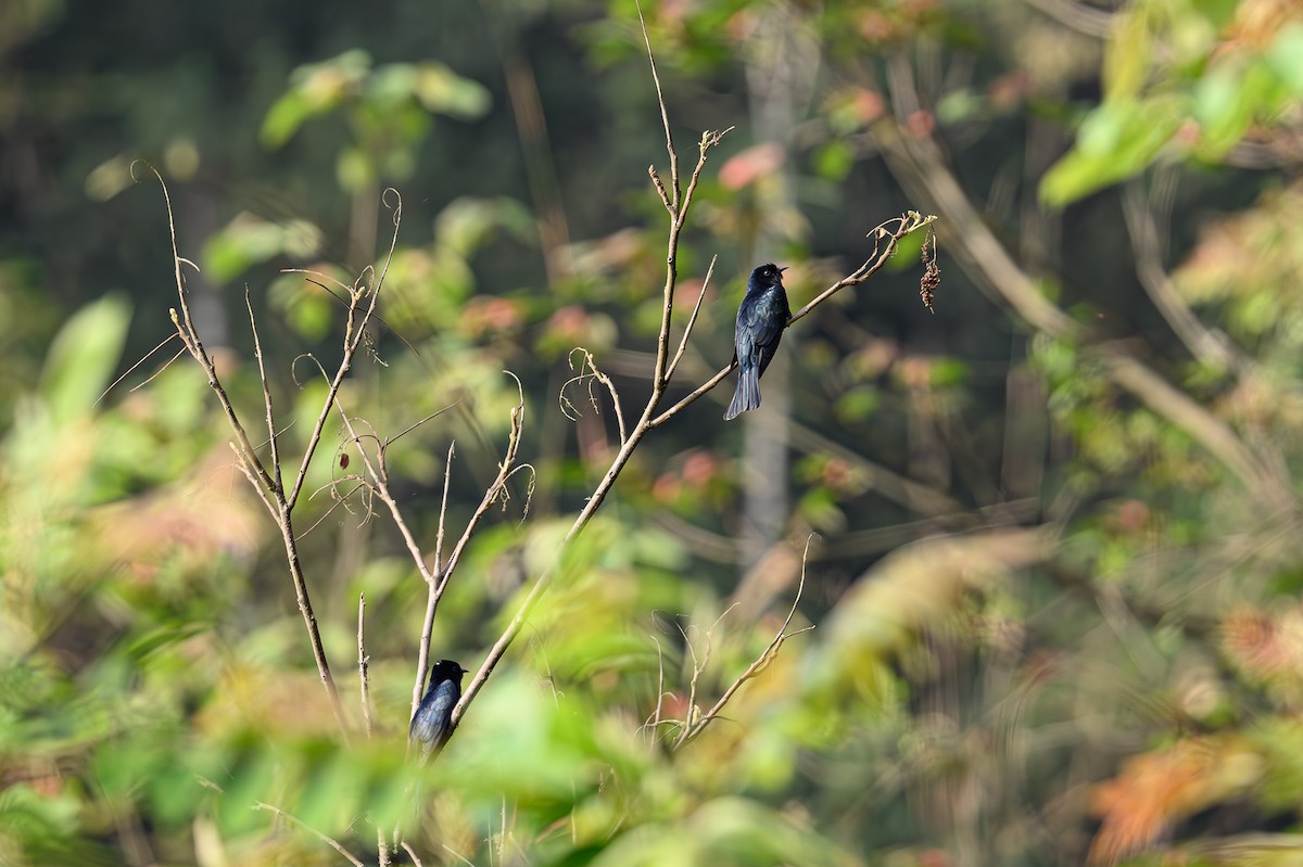 Square-tailed Drongo-Cuckoo - Sudhir Paul