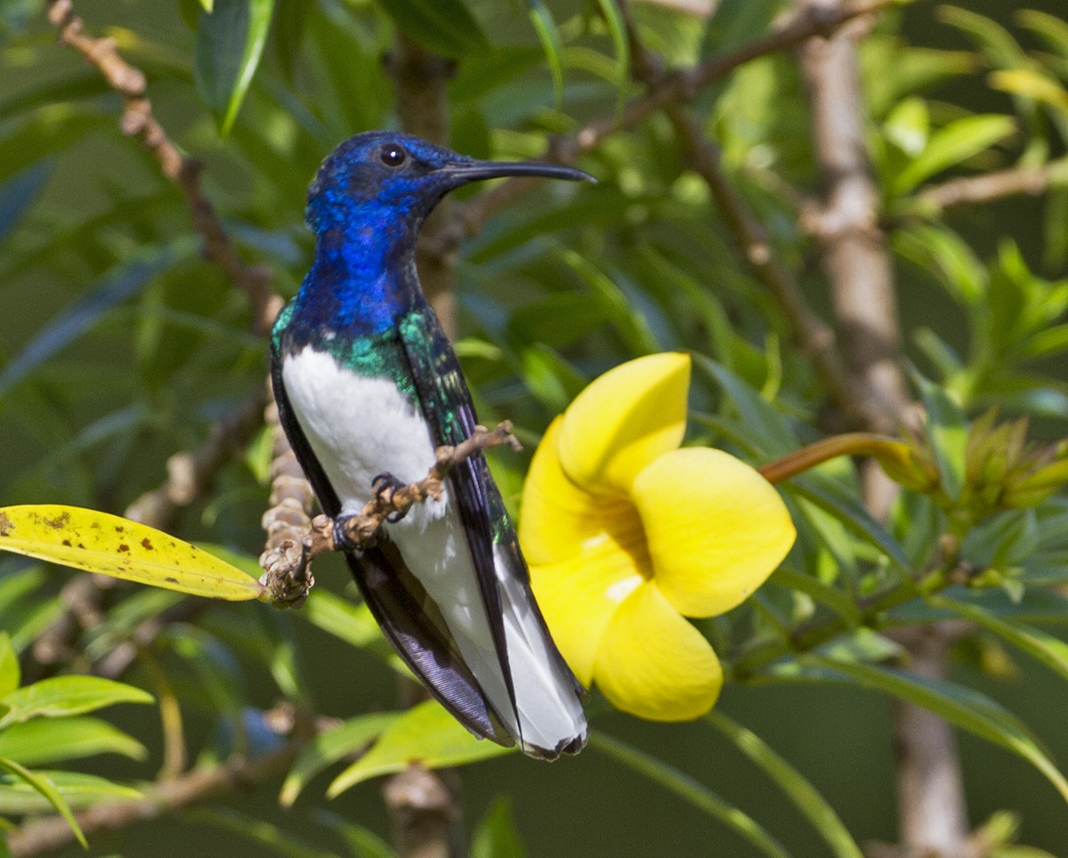 White-necked Jacobin - Jim Hengeveld