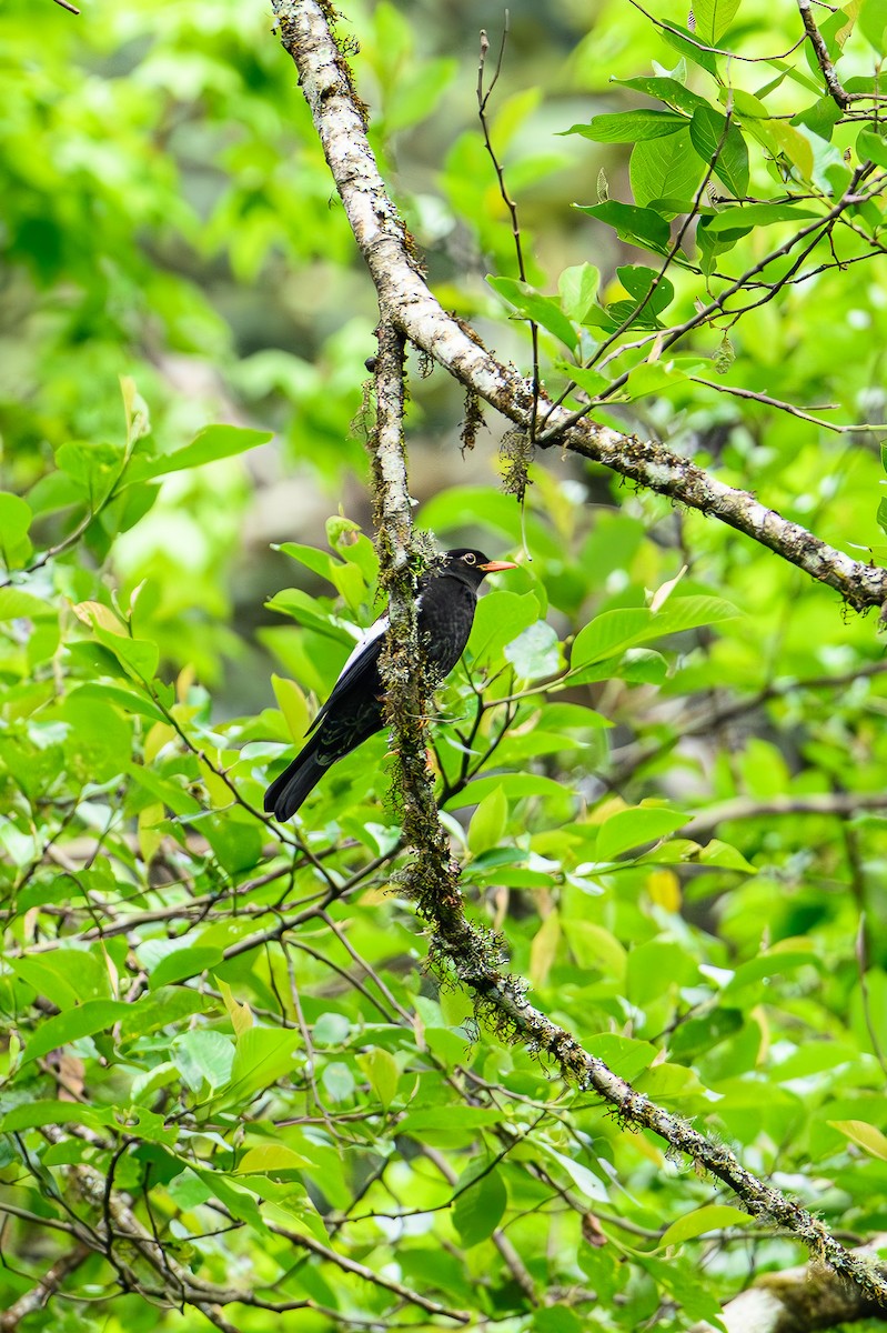 Gray-winged Blackbird - Sudhir Paul