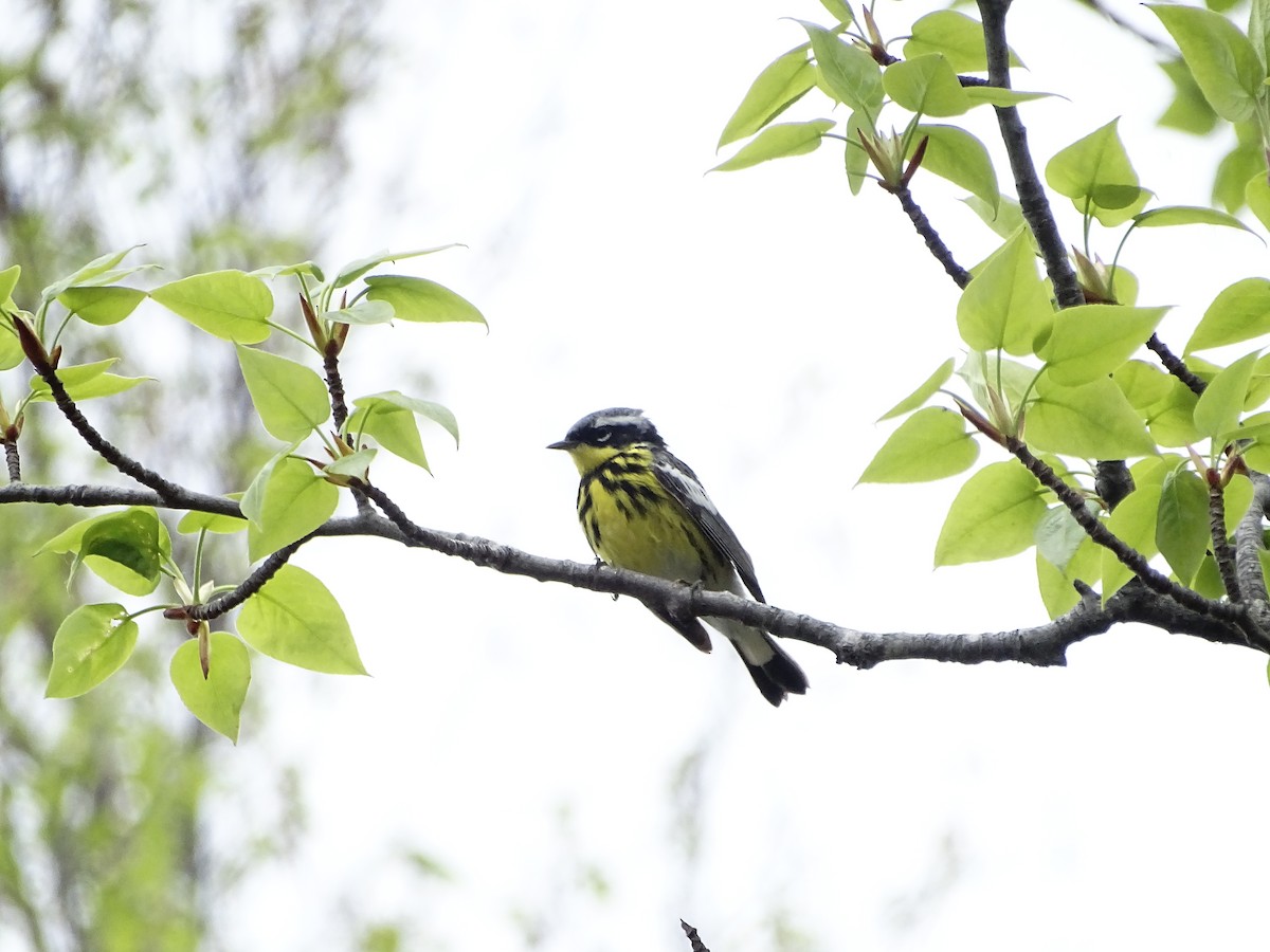 Magnolia Warbler - Michael Carter