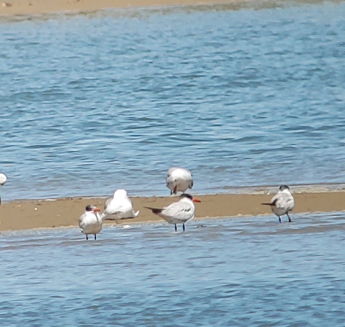 Caspian Tern - A Verdejo