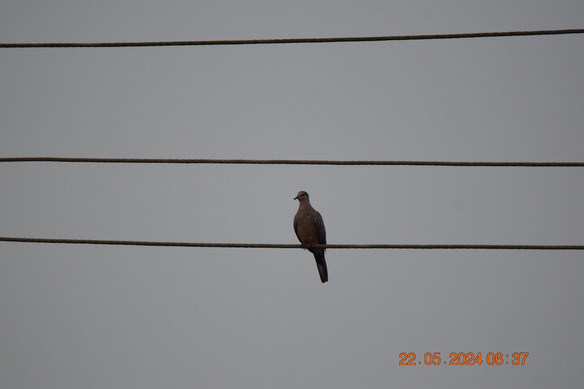 Spotted Dove - Sanjana Kajawe