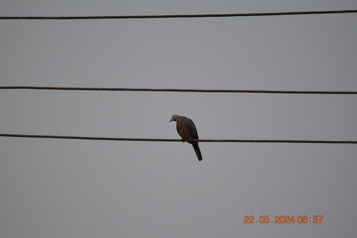 Spotted Dove - Sanjana Kajawe