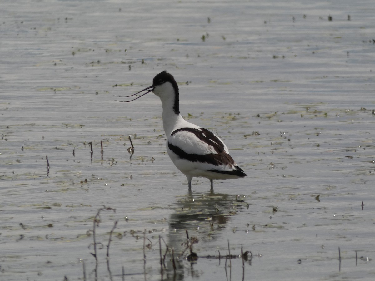 Pied Avocet - Alejandro Rebollo