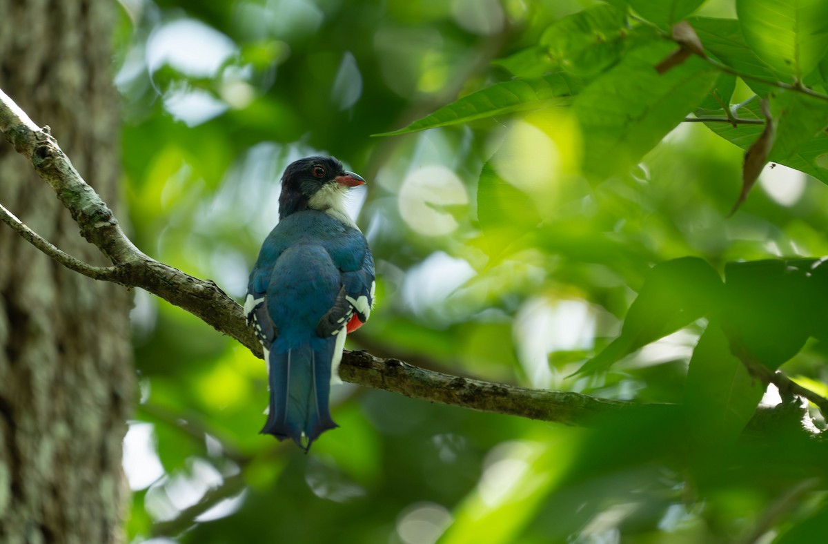 Cuban Trogon - Felix Figueroa