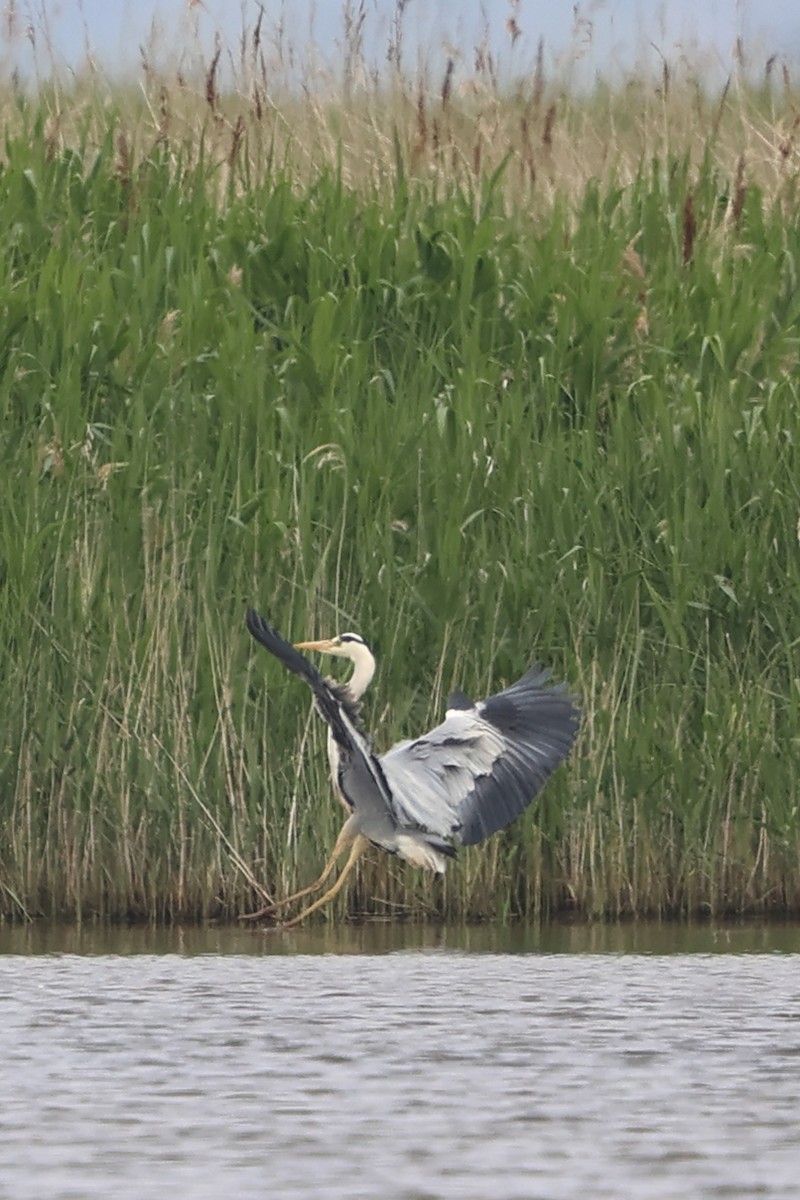 Gray Heron - Anonymous