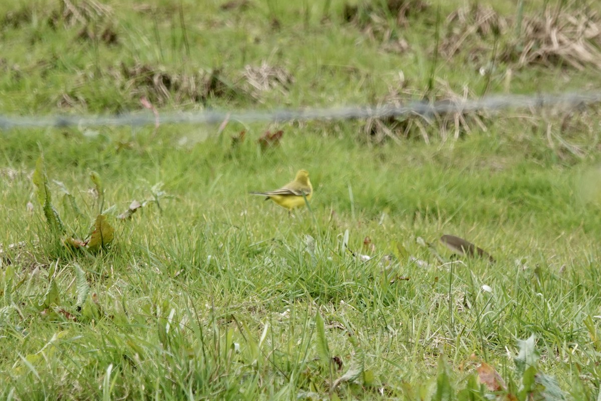 Western Yellow Wagtail - Linsey Gooding