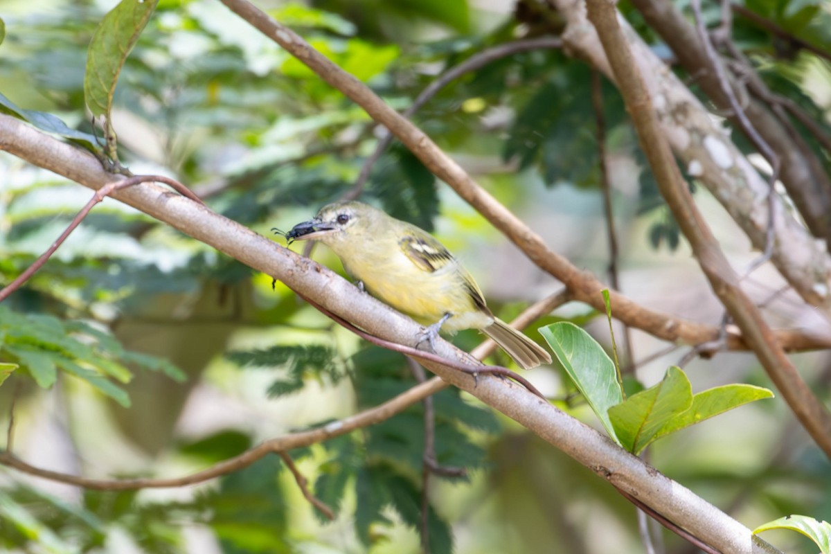 Yellow-olive Flatbill - Katia Oliveira