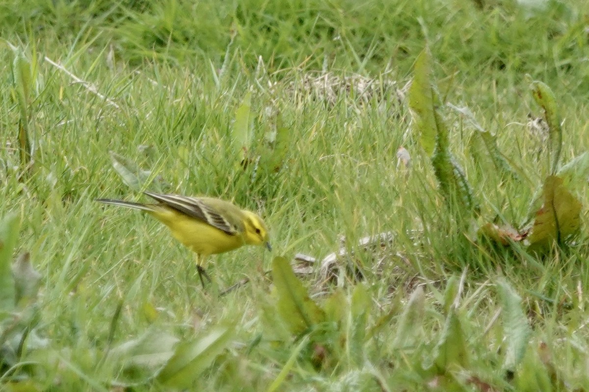 Western Yellow Wagtail - Linsey Gooding