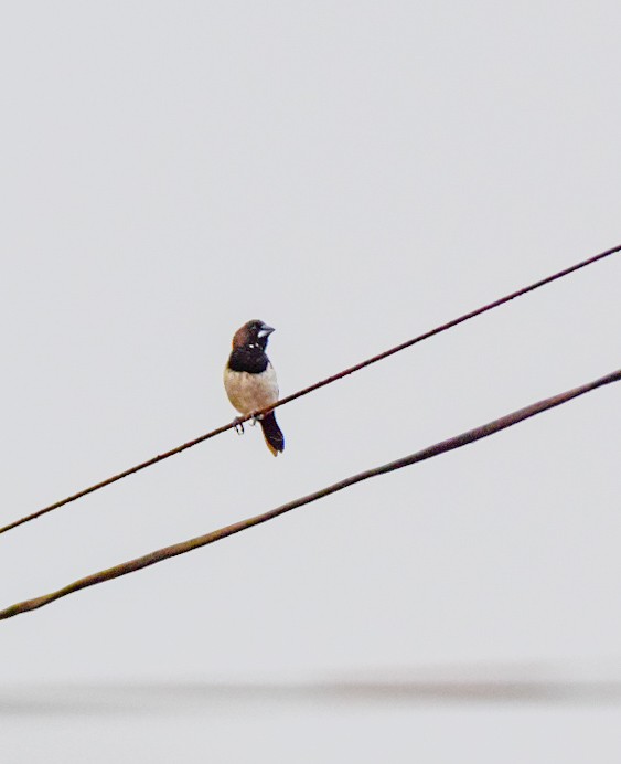 White-rumped Munia - Sanjana Kajawe