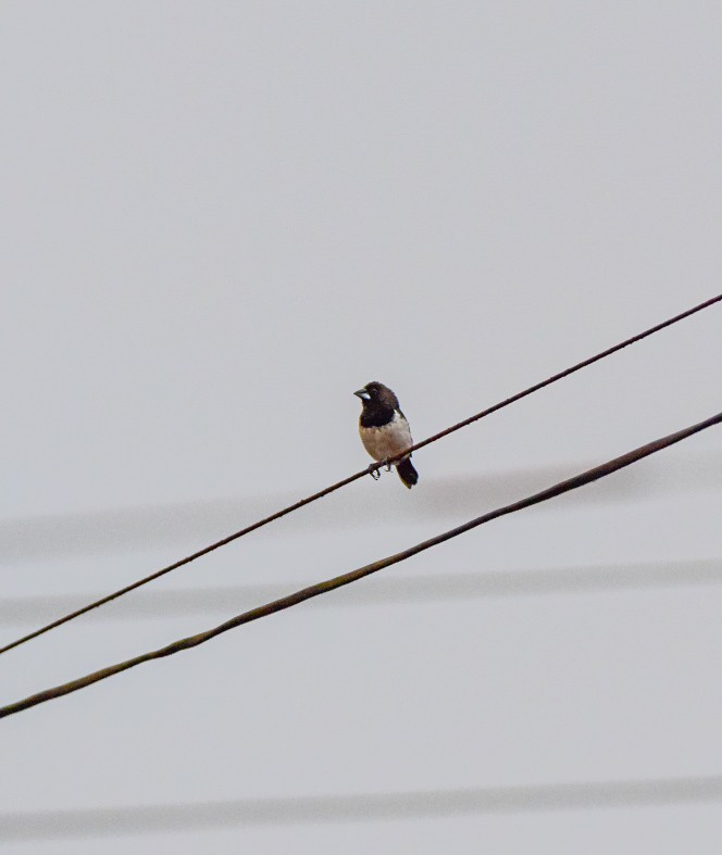 White-rumped Munia - Sanjana Kajawe