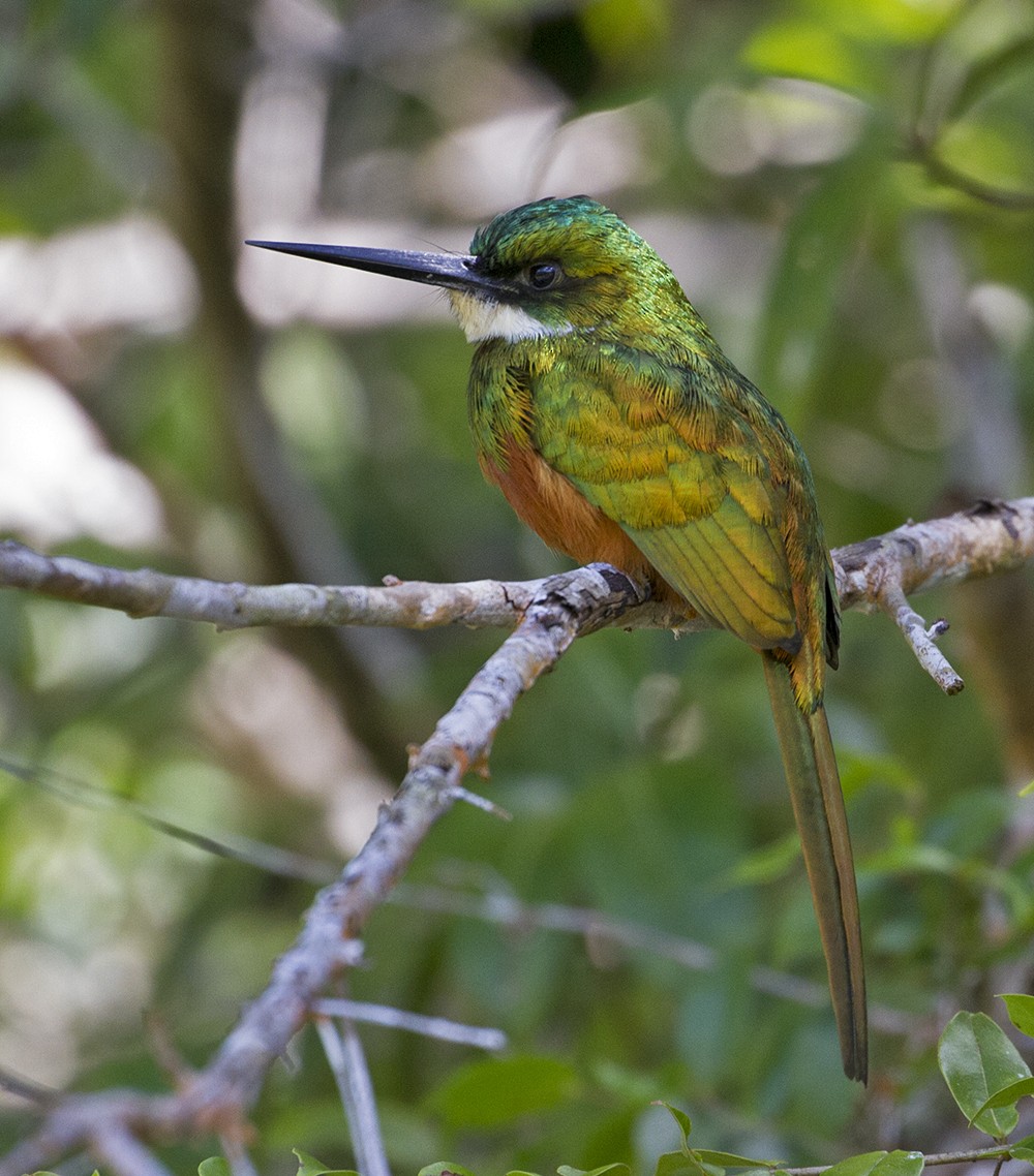 Rufous-tailed Jacamar - Jim Hengeveld