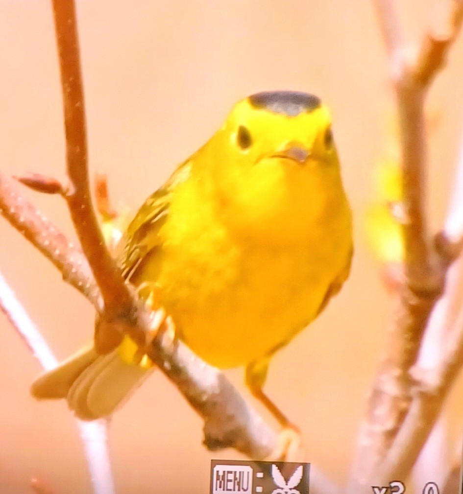 Wilson's Warbler - Manon Côté