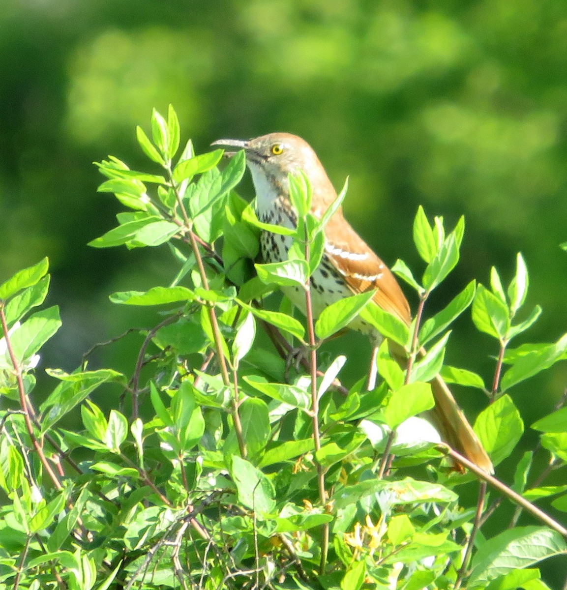 Brown Thrasher - Marianne Friers