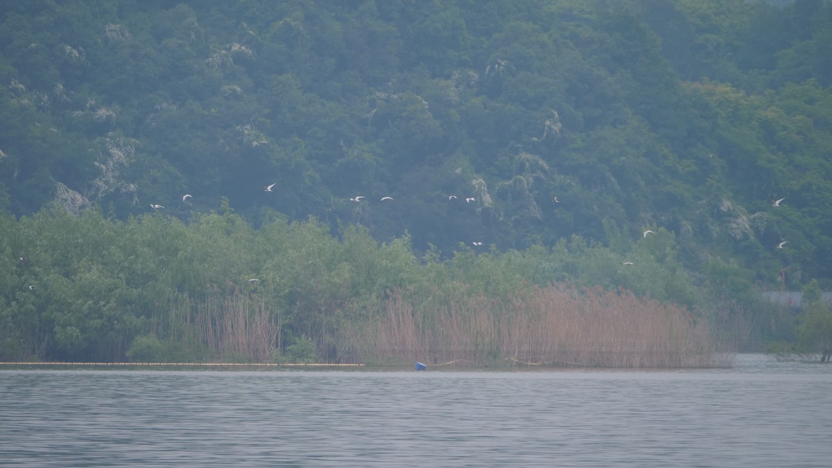 Gull-billed Tern - 浙江 重要鸟讯汇整