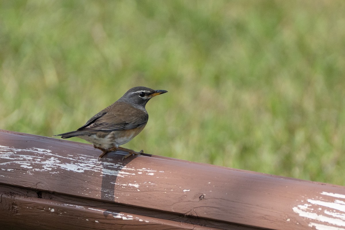 Eyebrowed Thrush - Fran Kim