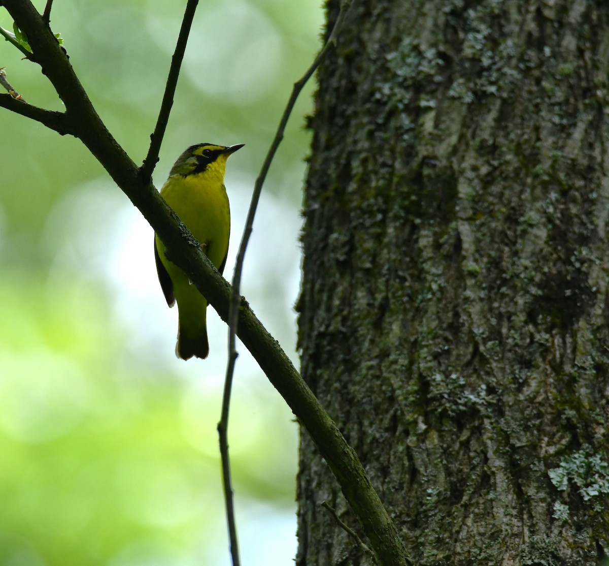 Kentucky Warbler - ML619440390