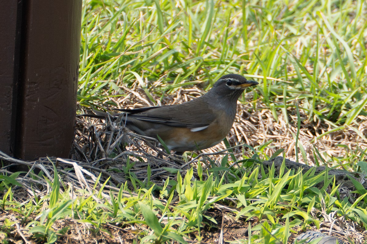 Eyebrowed Thrush - Fran Kim