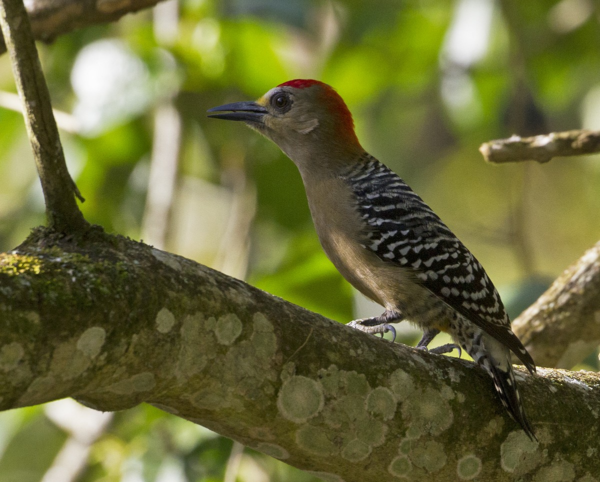 Red-crowned Woodpecker - Jim Hengeveld