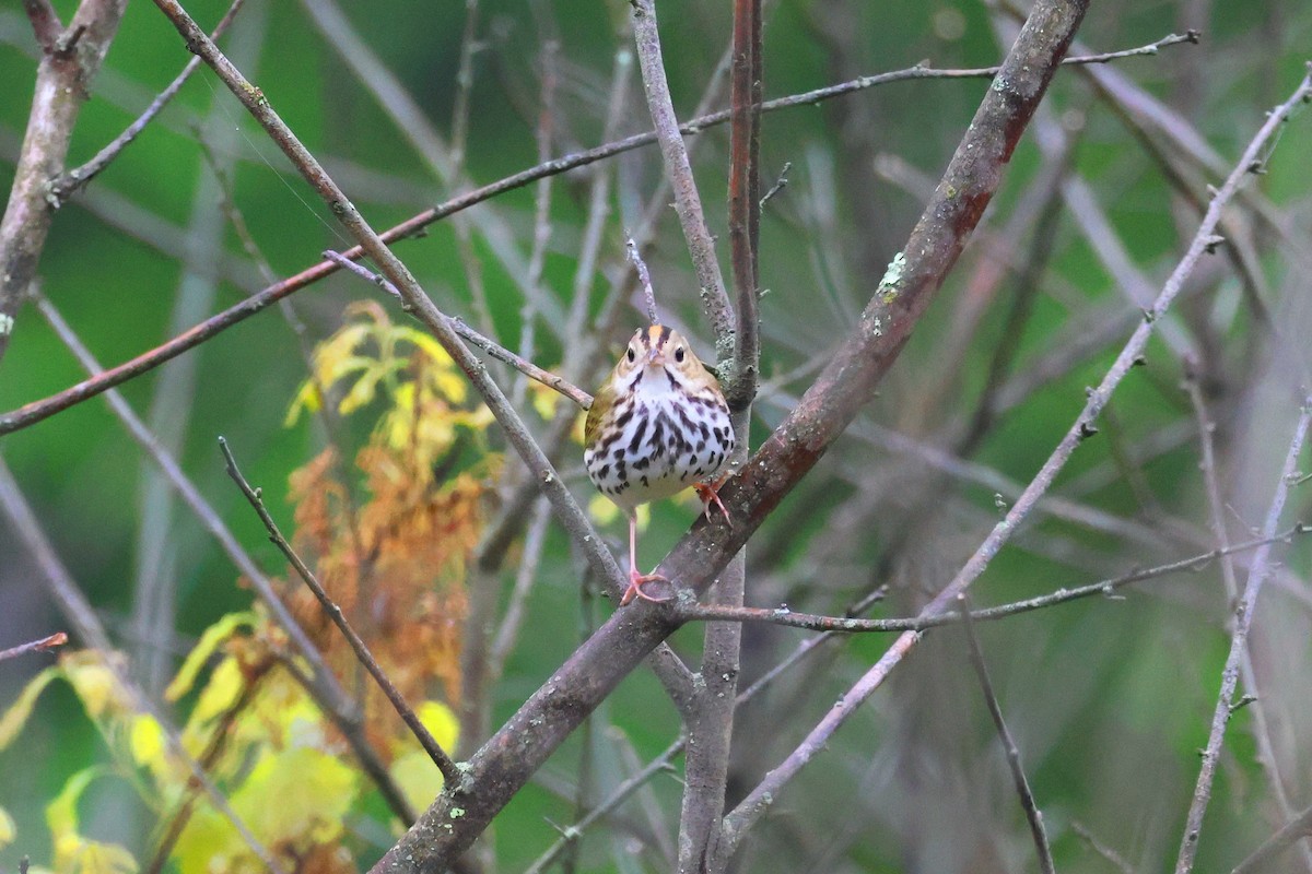 Paruline couronnée - ML619440404