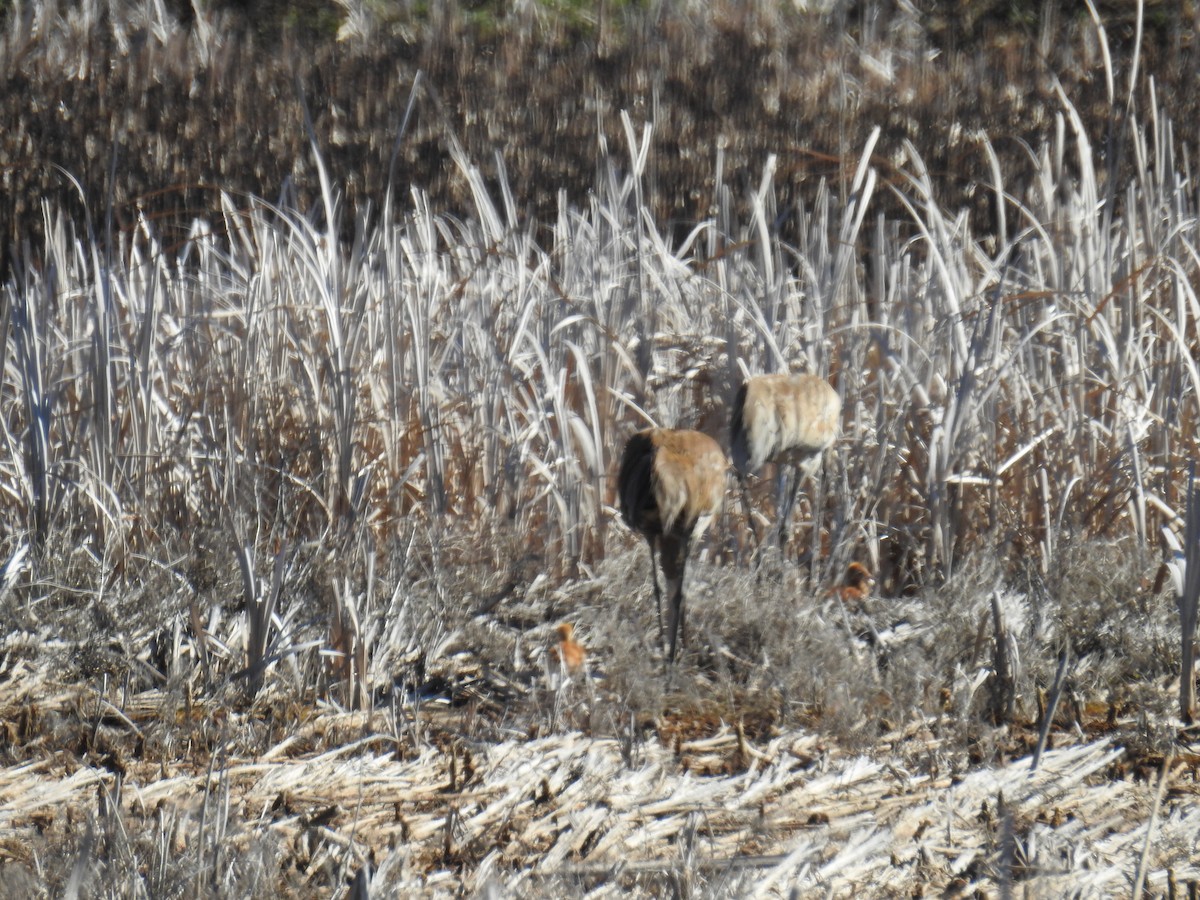 Sandhill Crane - ML619440408