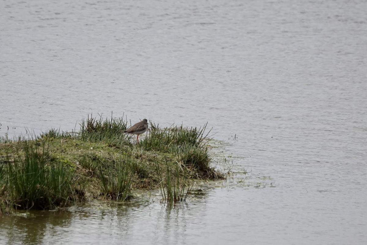 Common Redshank - Linsey Gooding
