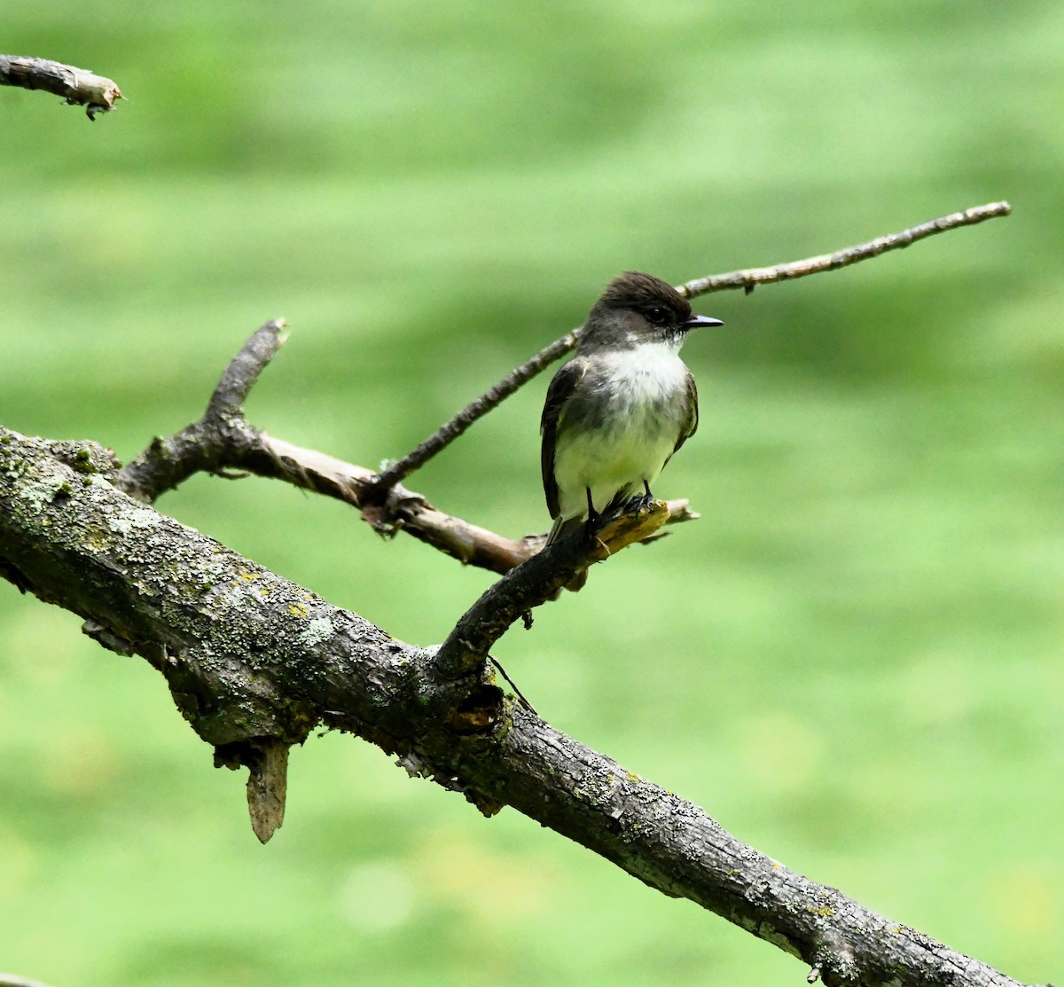 Eastern Phoebe - Marsha Lewis