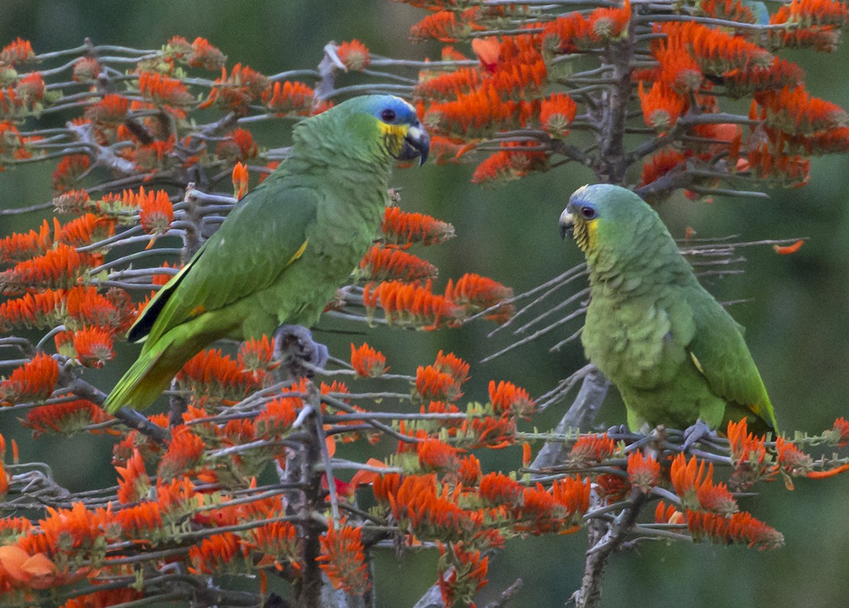 Orange-winged Parrot - Jim Hengeveld