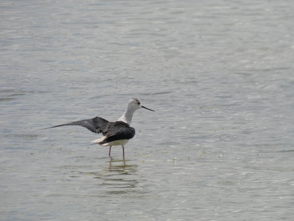 Black-winged Stilt - Alejandro Rebollo