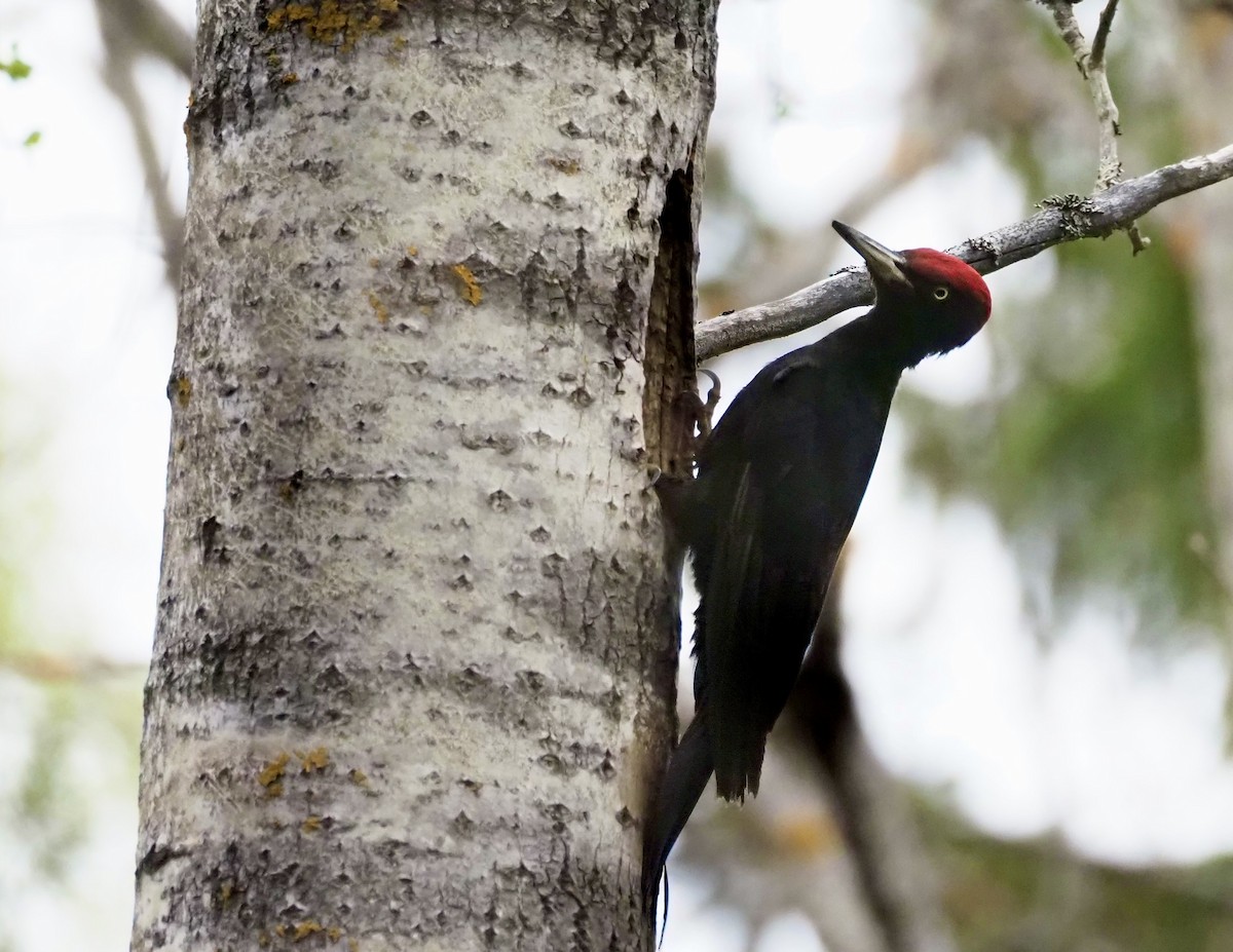 Black Woodpecker - Susan Blackford