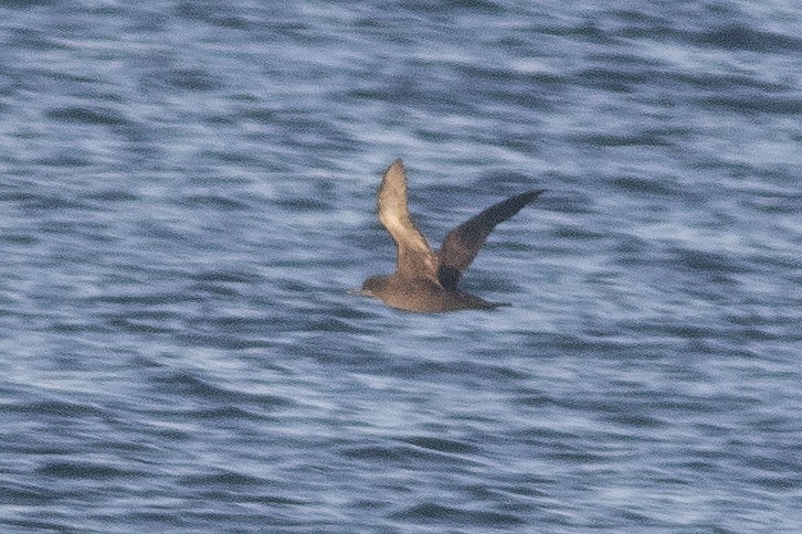 Sooty Shearwater - Martin Wall