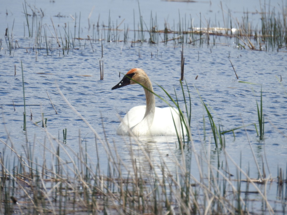 Trumpeter Swan - Linda Milam